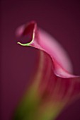 CLOSE UP OF PINK CALLA LILY  (ZANTEDESCHIA SP) AGAINST PINK BACKGROUND