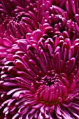 CLOSE UP OF TWO PINK CHRYSANTHEMUMS