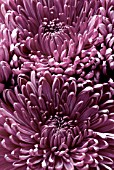 CLOSE UP OF TWO FADED PINK CHRYSANTHEMUMS