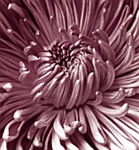 CLOSE UP OF CENTRE OF A FADED PINK CHRYSANTHEMUM