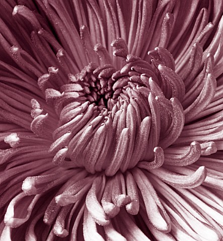 CLOSE_UP_OF_CENTRE_OF_A_FADED_PINK_CHRYSANTHEMUM