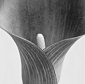 BLACK AND WHITE IMAGE OF A CALLA LILY (ZANTEDESCHIA SP)