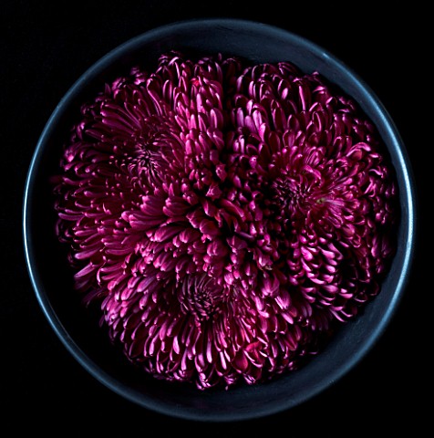 STILL_LIFE_OF_BLACK_BOWL_WITH_DEEP_PURPLE_CHRYSANTHEMUMS_AGAINST_A_BLACK_BACKGROUND
