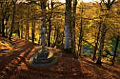 CASTLE HILL  DEVON: BEECH TREES IN THE WOODLAND IN EVENING SUNSHINE ITH THE TRAVELLERS CROSS