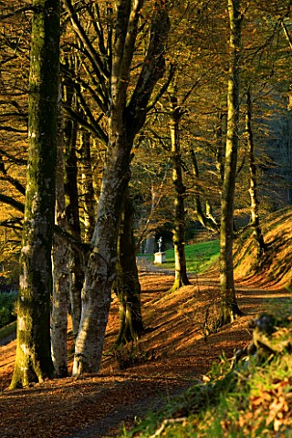 CASTLE_HILL__DEVON_BEECH_TREES_IN_THE_WOODLAND__VIEW_FROM_THE_TRAVELLERS_CROSS_TO_A_STATUE_OF_PAN