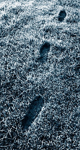 FOOTPRINTS_IN_FROSTY_GRASS_LAWN_BLACK_AND_WHITE_TONED_IMAGE