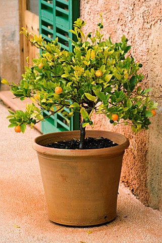 SON_BERNADINET_HOTEL__NEAR_CAMPOS__MALLORCA_ORANGE_TREE_IN_TERRACOTTA_CONTAINER_OUTSIDE_THE_FRONT_OF