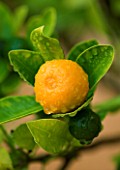SON BERNADINET HOTEL  NEAR CAMPOS  MALLORCA. CLOSE UP OF ORANGE COVERED WITH DEWDROPS IN THE MORNING IN THE GARDEN