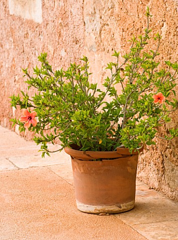 SON_BERNADINET_HOTEL__NEAR_CAMPOS__MALLORCA_ORANGE_HIBISCUS_IN_A_TERRACOTTA_CONTAINER_BESIDE_THE_HOT