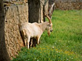 SUITE.DO. BILLY GOAT IN A FIELD NEAR CAMPO. MALLORCA  SPAIN