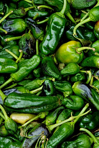 THE_VEGETABLE_MARKET__SANTANYI__MALLORCA__SPAIN_GREEN_PEPPERS