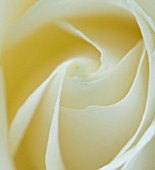 CLOSE UP MACRO OF CENTRE OF WHITE ROSE.