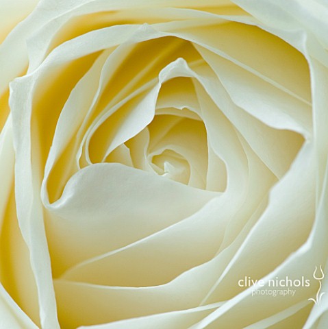CLOSE_UP_MACRO_OF_CENTRE_OF_WHITE_ROSE