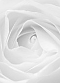 CLOSE UP MACRO OF CENTRE OF WHITE ROSE. BLACK AND WHITE IMAGE
