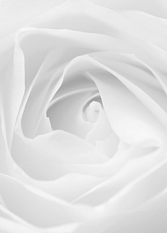 CLOSE_UP_MACRO_OF_CENTRE_OF_WHITE_ROSE_BLACK_AND_WHITE_IMAGE