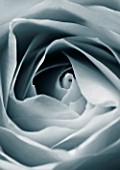 CLOSE UP MACRO OF CENTRE OF WHITE ROSE. BLACK AND WHITE TONED IMAGE