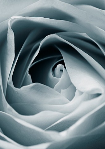 CLOSE_UP_MACRO_OF_CENTRE_OF_WHITE_ROSE_BLACK_AND_WHITE_TONED_IMAGE
