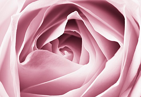 CLOSE_UP_MACRO_OF_CENTRE_OF_WHITE_ROSE__PINK_TONED