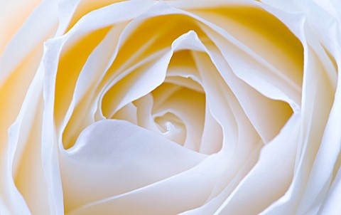 CLOSE_UP_MACRO_OF_CENTRE_OF_WHITE_ROSE__TONED_IMAGE