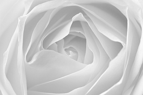 CLOSE_UP_MACRO_OF_CENTRE_OF_WHITE_ROSE__BLACK_AND_WHITE_TONED_IMAGE