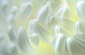 CLOSE UP MACRO OF THE PETALS OF A WHITE CHRYSANTHEMUM