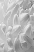 CLOSE UP MACRO OF THE PETALS OF A WHITE CHRYSANTHEMUM - BLACK AND WHITE IMAGE