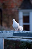 BOONSHILL FARM AT CHRISTMAS. WHITE DOVE ON THE WALL OUTSIDE THE HOUSE IN FROST