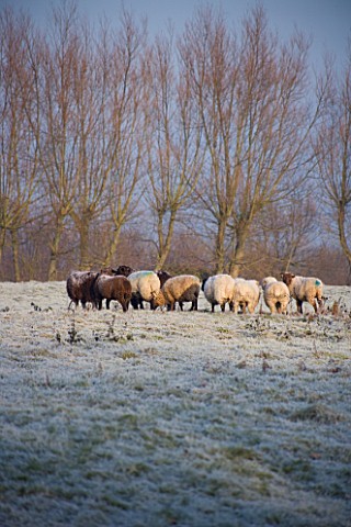 BOONSHILL_FARM_AT_CHRISTMAS_SHEEP_IN_THE_FIELD_AT_THE_BACK_OF_THE_HOUSE_LISETTE_PLEASANCE