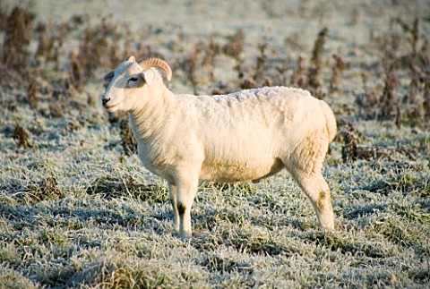 BOONSHILL_FARM_AT_CHRISTMAS_A_RAM_IN_THE_FIELD_AT_THE_BACK_OF_THE_HOUSE__IN_FROST_LISETTE_PLEASANCE