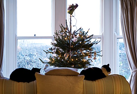 BOONSHILL_FARM_AT_CHRISTMAS_LIVING_ROOM_WITH_CHRISTMAS_TREE_BESIDE_THE_FRONT_WINDOW_AND_TWO_CATS_SLE