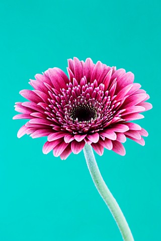 CLOSE_UP_OF_BRILLIANT_PINK_GERBERA_AGAINST_PALE_BLUE_BACKGROUND