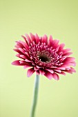 CLOSE UP OF BRILLIANT PINK GERBERA IN BLUE JAR AGAINST PALE YELLOW BACKGROUND