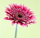 CLOSE UP OF FADED PINK GERBERA AGAINST PALE YELLOW BACKGROUND