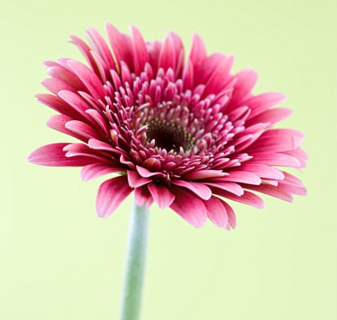CLOSE_UP_OF_FADED_PINK_GERBERA_AGAINST_PALE_YELLOW_BACKGROUND