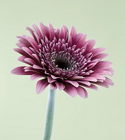 CLOSE_UP_OF_FADED_PINK_GERBERA_AGAINST_PALE_YELLOW_BACKGROUND
