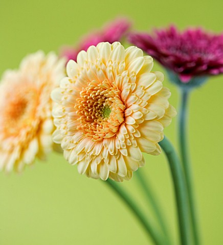 CLOSE_UP_OF_BUFF_AND_PINK_GERBERA_AGAINST_YELLOW_BACKGROUND