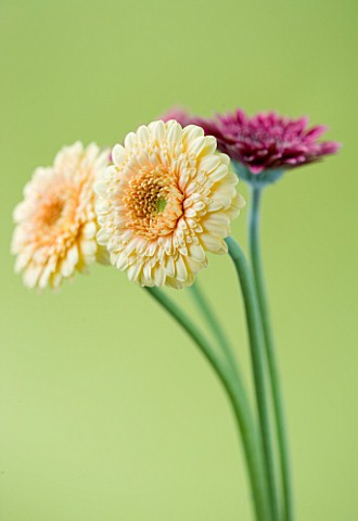 CLOSE_UP_OF_BUFF_AND_PINK_GERBERA_AGAINST_YELLOW_BACKGROUND