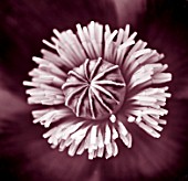 MARINERS GARDEN  BERKSHIRE  DESIGNER FENJA ANDERSON - CLOSE UP DUOTONE IMAGE OF THE FLOWER OF PAPAVER SOMNIFERUM