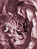 DUOTONE IMAGE CENTRE OF PINK PEONY (PAEONIA)  PURITY  FLOWER  CLOSE UP