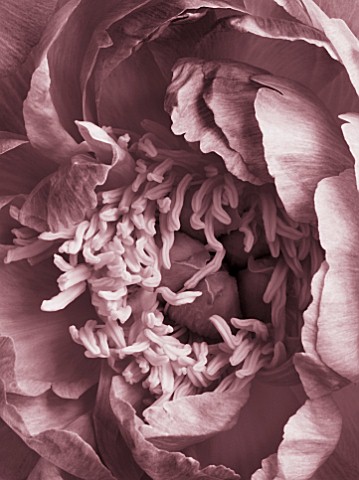 DUOTONE_IMAGE_CENTRE_OF_PINK_PEONY_PAEONIA__PURITY__FLOWER__CLOSE_UP