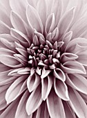 CLOSE UP DUOTONE IMAGE OF DAHLIA DAZZLER. FLOWER  CLOSE UP  PATTERN  ABSTRACT