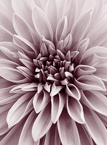 CLOSE_UP_DUOTONE_IMAGE_OF_DAHLIA_DAZZLER_FLOWER__CLOSE_UP__PATTERN__ABSTRACT