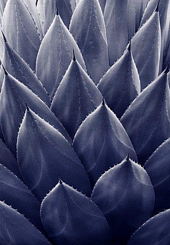 DUOTONE_IMAGE_OF_AGAVE_PARRYI