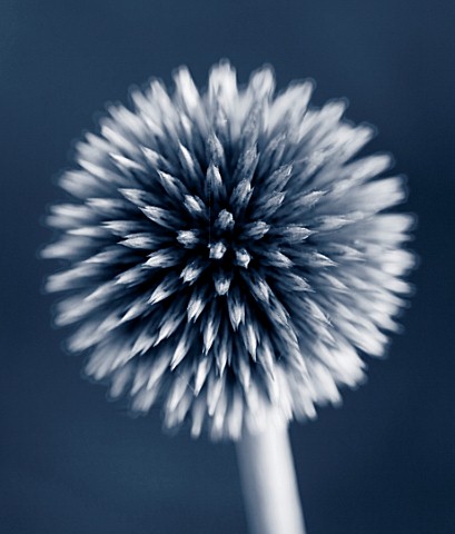PETTIFERS__OXFORDSHIRE_BLACK_AND_WHITE_DUOTONED_CLOSE_UP_IMAGE_OF_ECHINOPS_RITRO_VEITCHS_BLUE_FLOWER
