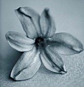 BLACK AND WHITE DUOTONE IMAGE OF THE FLOWER OF HYACINTH PURPLE PASSION