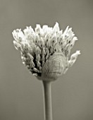 BLACK AND WHITE DUOTONE IMAGE OF EMERGING BUDS OF ALLIUM MOUNT EVEREST