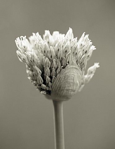 BLACK_AND_WHITE_DUOTONE_IMAGE_OF_EMERGING_BUDS_OF_ALLIUM_MOUNT_EVEREST
