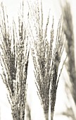 DUOTONE IMAGE OF CHINESE SILVER GRASS - MISCANTHUS SINENSIS MALEPARTUS