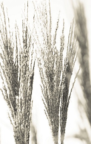 DUOTONE_IMAGE_OF_CHINESE_SILVER_GRASS__MISCANTHUS_SINENSIS_MALEPARTUS