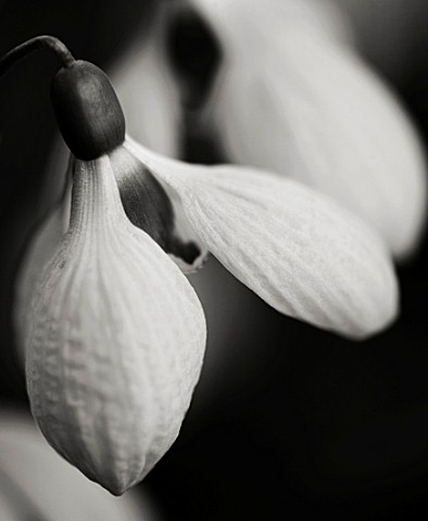 CLOSE_UP_BLACK_AND_WHITE_TONED_IMAGE_OF_A_SNOWDROP__GALANTHUS_PLICATUS_RUTH_DASHWOOD
